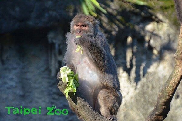 「Zookeeper」樂團,不定時在台北動物園區內快閃宣導,提醒民眾不要餵食。(Taipei Zoo 臺北市立動物園粉絲頁)