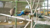 收養民眾棄養寵物 員林清潔隊成「百鳥園」