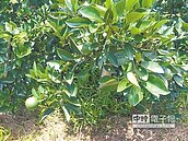 救人呀　柑橘類結果腰斬