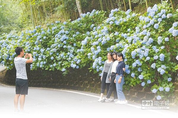 南庄鄉高山青餐廳入口處種植兩排繡球花，正值盛開期，平日也吸引大批遊客慕名而來拍照。（黎薇攝）