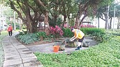 東明公園環境好　藍鵲年年回來