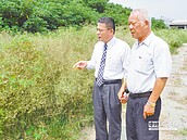 毒草銀膠菊　入侵鹿港住宅區