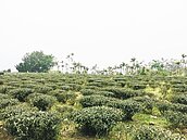 鹿谷夏茶歉收　不算災損沒補助
