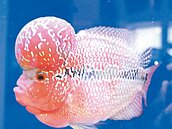 海科館有魚　慈鯛優游教訓調皮兒