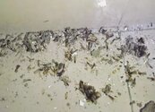 下雨天了怎麼辦？　小心白蟻吃光你家！