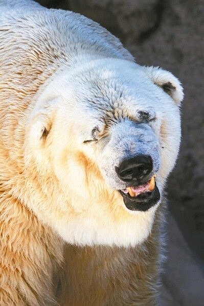全世界最可憐北極熊阿圖羅3日已在阿根廷門多薩動物園死亡。 圖/美聯社