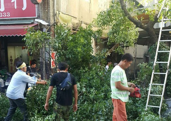 尼伯特颱風即將登台，各地方工務課密集檢查路樹是否危及用路人安全並做修繕。（好房網News記者 陳韋帆／攝影）