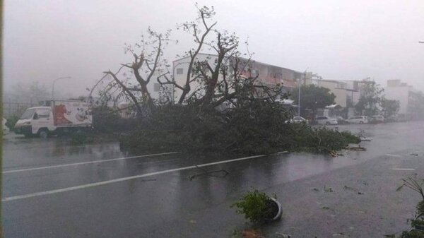 台東市區狂風暴雨，連樹都被吹倒在街道上。 圖／台東臉書社團網友獨家提供