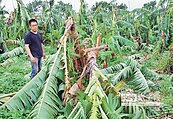 566公頃蕉田重創　蕉農心淌血