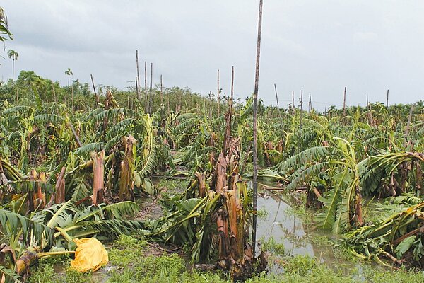 颱風過境滿園香蕉全軍覆沒,農民心如刀割。 記者翁禎霞/攝影