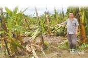 香蕉受災逾5成　高屏農損1.3億元 