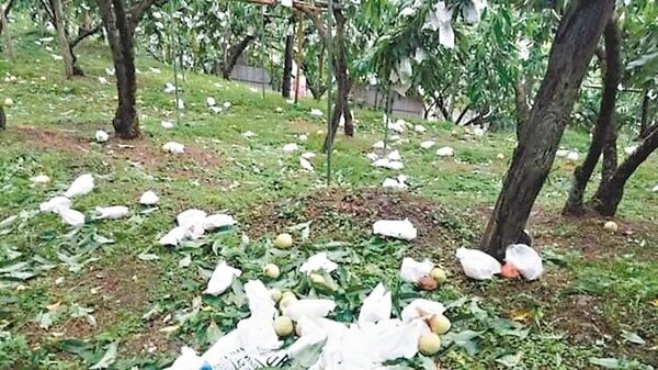尼伯特颱風造成尖石鄉災情，農果估計今年水蜜桃減產，價格將攀升。 圖／縣府提供