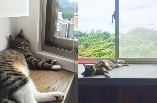 夏于喬的愛貓「夏雪」洩露窗外好景色。（翻攝自夏于喬臉書）
