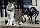 英國卸任首相卡麥隆的最大謊言：假裝貓奴