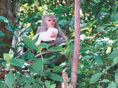 「別再餵食了」　白獼猴現身林內引人潮圍觀