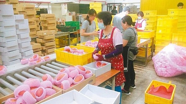 今年的天候異常,台南芒果減產7成,連帶造成外銷銳減。 記者邵心杰/攝影