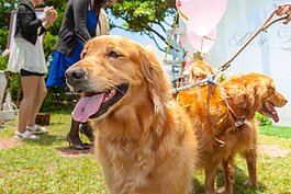 現在很多人都有養毛小孩。在這裡舉辦婚禮不用擔心毛小孩孤單在家，而且還可以一起參與這幸福的一刻。