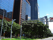 敦化林蔭大道　財團卡位一級戰區