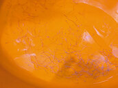 外銷不利！花蓮鰻苗豐收　價格卻慘跌