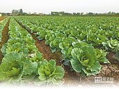 菜價腰斬！高麗菜跌8成　消費者樂「撿便宜」