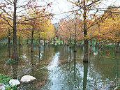 落羽松林維護美景　付費「隨喜」