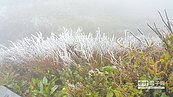 寒流來襲　合歡山樹枝結霜如仙境