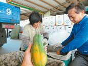林內木瓜批發價每公斤80　十年新高