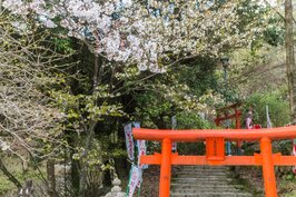 天滿宮稻荷神社櫻花一景。