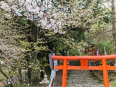 天滿宮稻荷神社櫻花一景。
