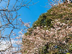 越往內走，櫻花開始出現，搭配藍天十分的美麗。