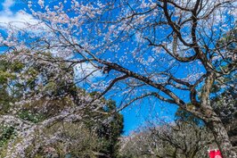 天滿宮櫻花一景。