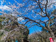天滿宮櫻花一景。