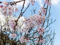 天滿宮櫻花一景。
