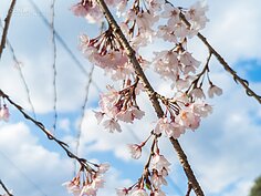 天滿宮櫻花一景。
