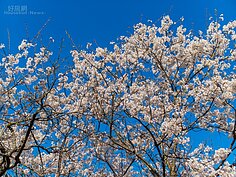 天滿宮櫻花一景。