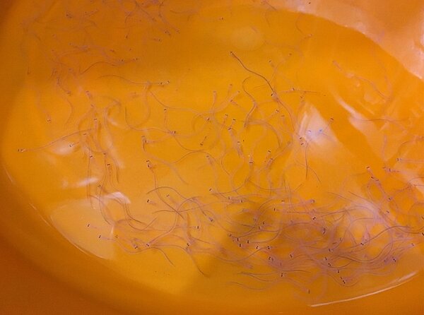 鰻苗。 聯合報系資料照