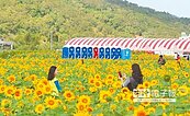 別懷疑！花海飄揚都是綠肥　好時節來臨