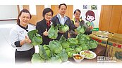 高麗菜跌價！300元之前買1顆　現在買1箱
