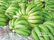 颱風災損達6成！香蕉1公斤飆百元　有錢買不到