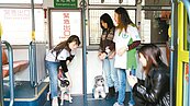 北市推「友善狗狗公車」　元旦2路線上路