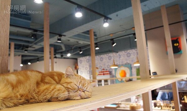 2-3.中間方型貓道可說是基本架構,當初即規劃讓客人直接坐在地板上用餐,可與貓近距離接觸互動。