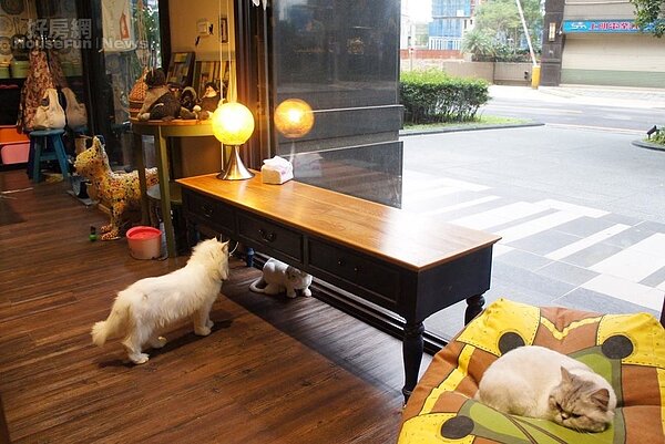 7.店裡的17隻貓咪都是Sophia從中途之家所認養。