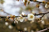 冬風催花開　元旦信義鄉賞梅去