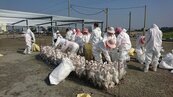 雲林禽流感撲殺二千多隻鴨　畜牧場未登記挨罰　