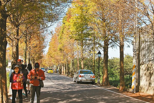 最熱門的落羽松大道位於大溪區石園路558巷,長約1公里,共有近3百棵落羽松。 記者張雅婷/攝影