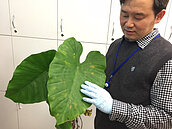 誤食姑婆芋　醫生：第一時間喝這個就沒事