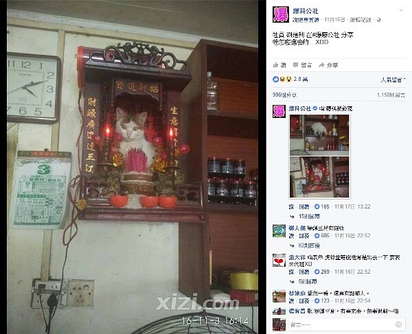 貓咪爬上神明桌(圖/截取自爆料公社)