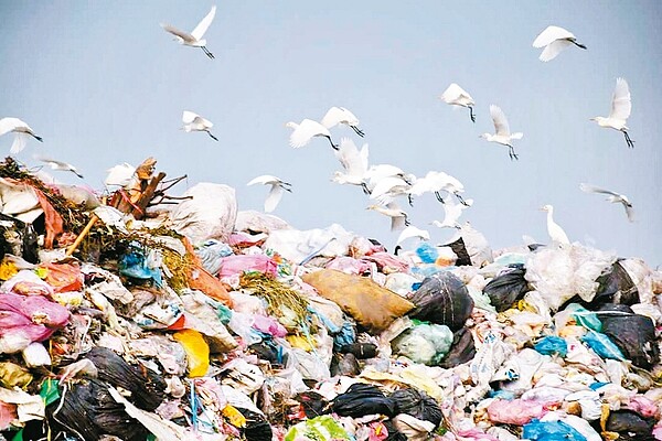 雲林垃圾危機嚴重,虎尾垃圾轉運站垃圾堆如高山,吸引野鷺群飛覓食,形成一幅美麗與哀愁的對比畫面。 記者蔡維斌/攝影