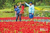 結合可食地景　台東花海正繽紛