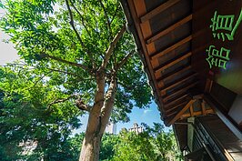 台北琴道館一景。